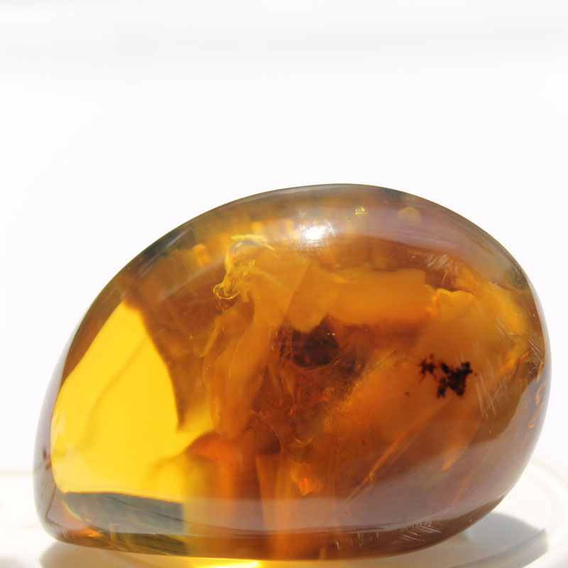 Is Amber Rare? _ Trapped in time: The top 10 amber fossils – FQBL